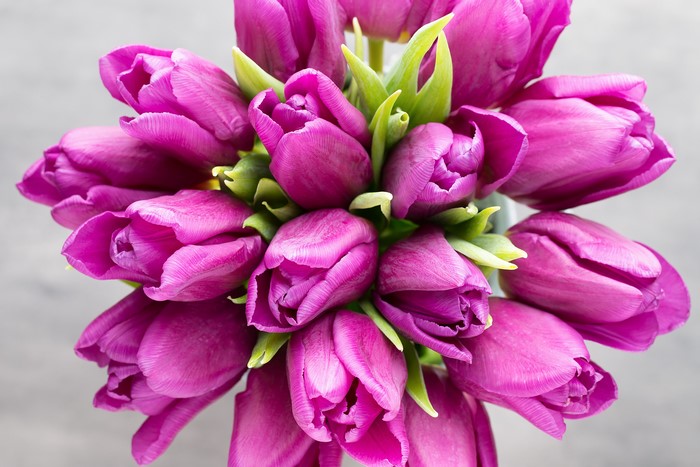 Violet Tulips Closeup