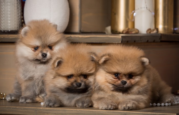 Three Pomeranian Puppies on a Shelf