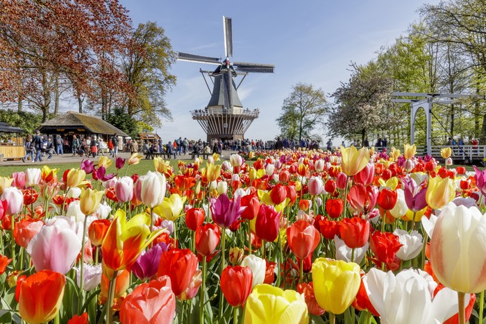 Tulip field with windmill at Keukenhof, Netherlands