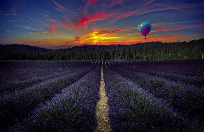 Hot air balloon over lavender field at sunset