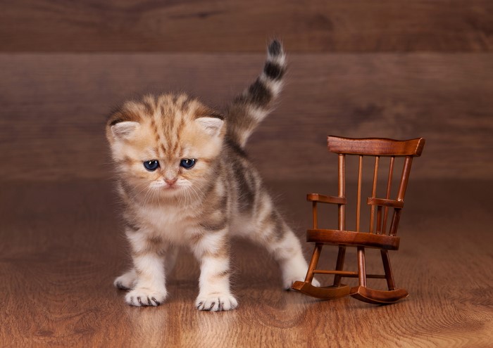 Kitten next to a miniature rocking chair