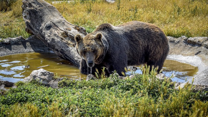 Brown Bear in Water with Log