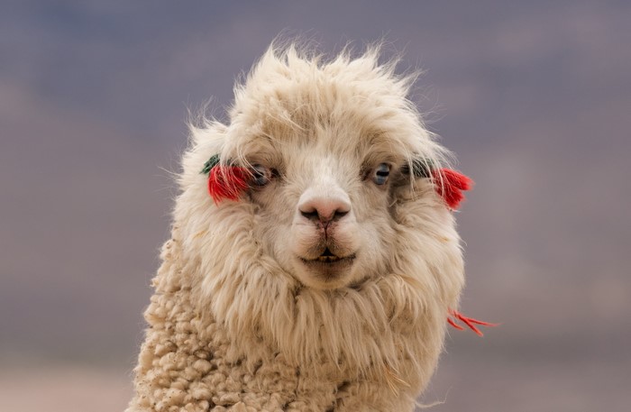 Close-up of a white alpaca's face with red and green tassels
