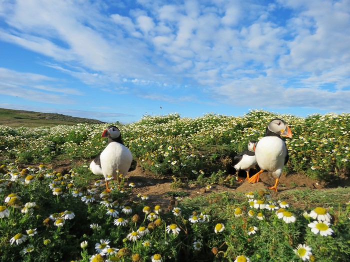 Three puffins in a field of daisies