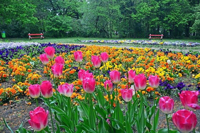 Pink Tulips and Pansies in a Park