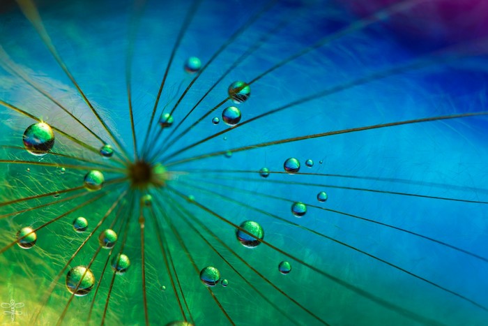 Macro shot of water drops on a dandelion seed
