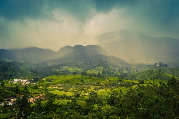 Muthirapuzha Kerala India tea fields and mountains
