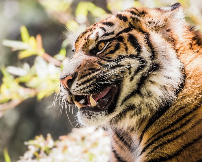 Tiger showing its fangs and teeth