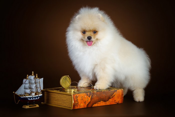 Pomeranian dog on a book with nautical items