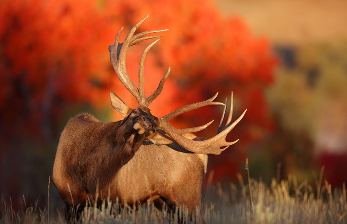 Bull Elk with Large Antlers in Autumn