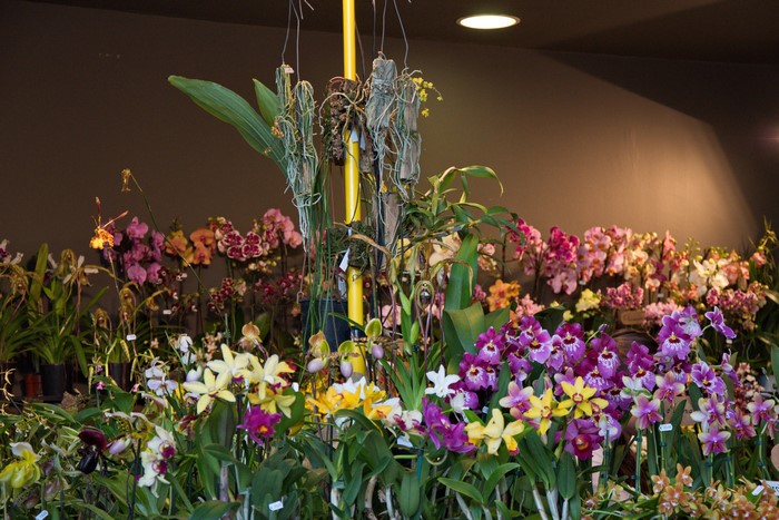 A large display of colorful orchids