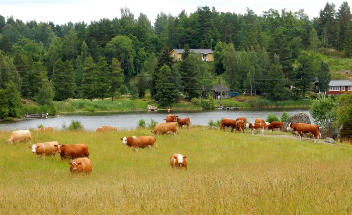 Cows grazing in a field near a lake in Sweden