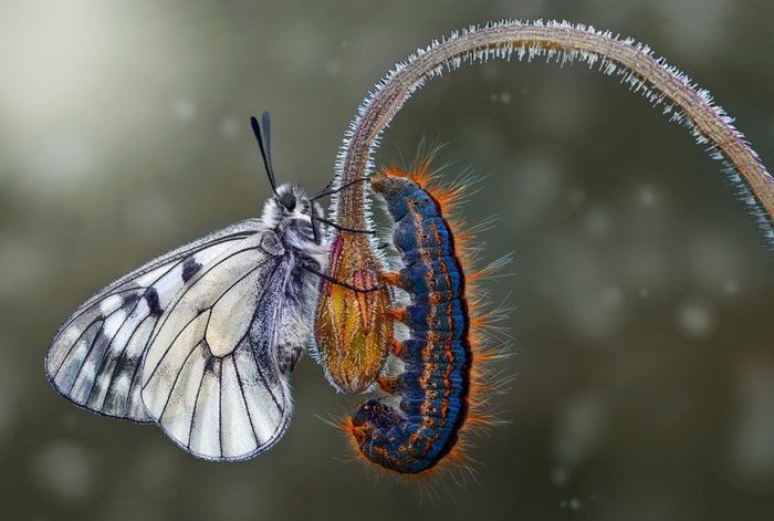 Butterfly and caterpillar on a plant stem