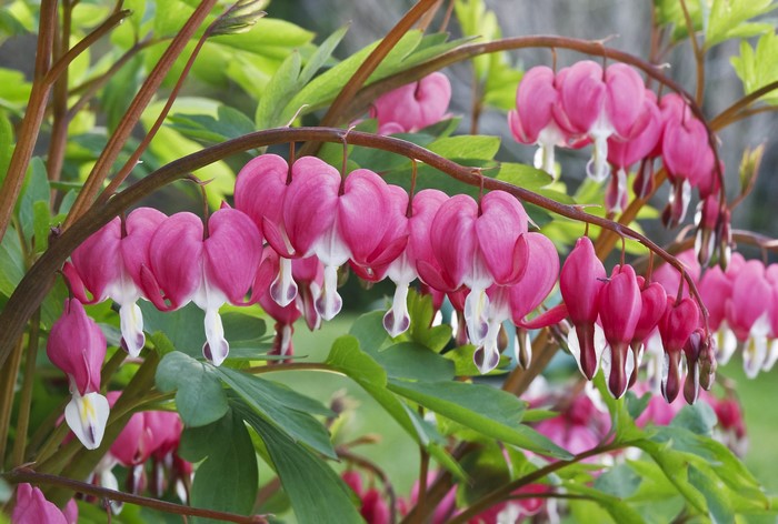 Pink bleeding heart flowers on branches