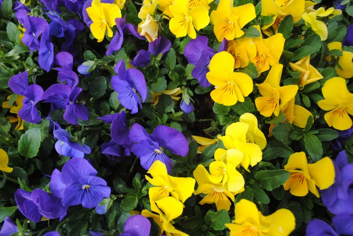 Purple and yellow pansies in a garden