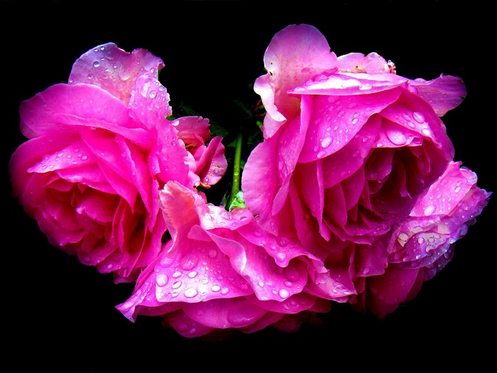 Pink roses with water drops on black background