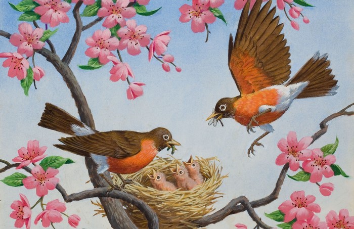 American Robins feeding nestlings in a cherry blossom tree