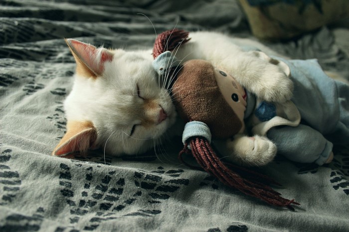 Kitten sleeping with a toy monkey