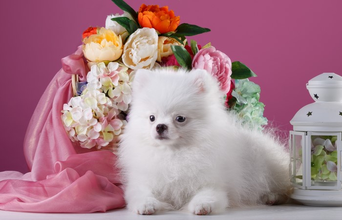 White Pomeranian puppy with flowers and lantern