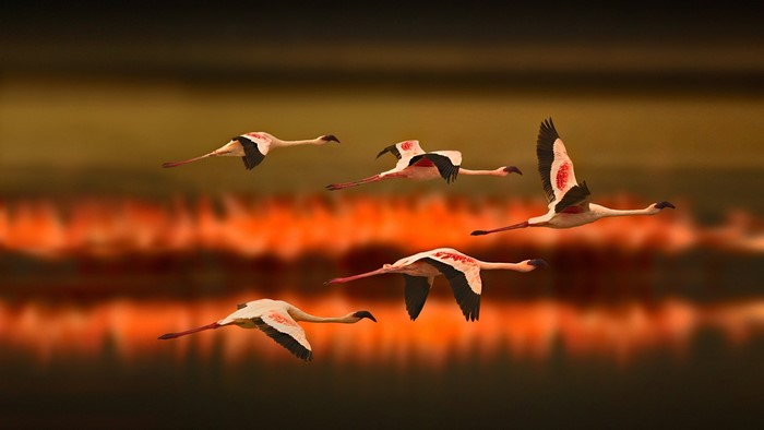 Flamingos in flight over a blurred background