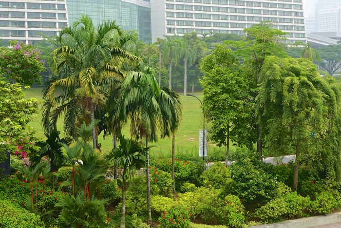 Tropical garden with palm trees and modern buildings