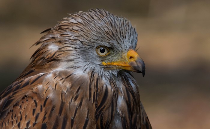 Red Kite bird close-up portrait