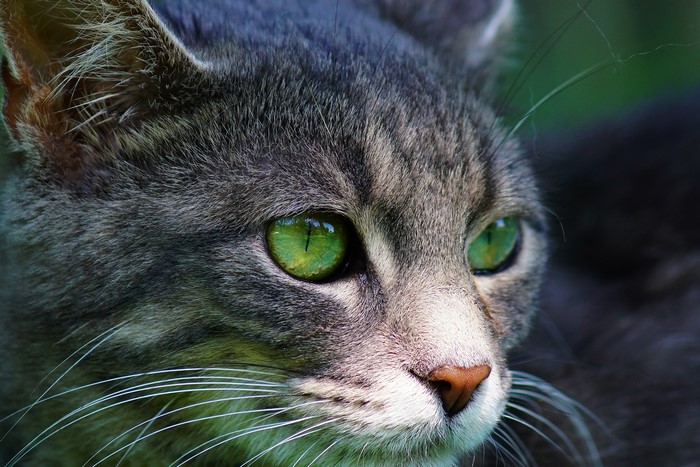 Close-up of a grey tabby cat's face with green eyes