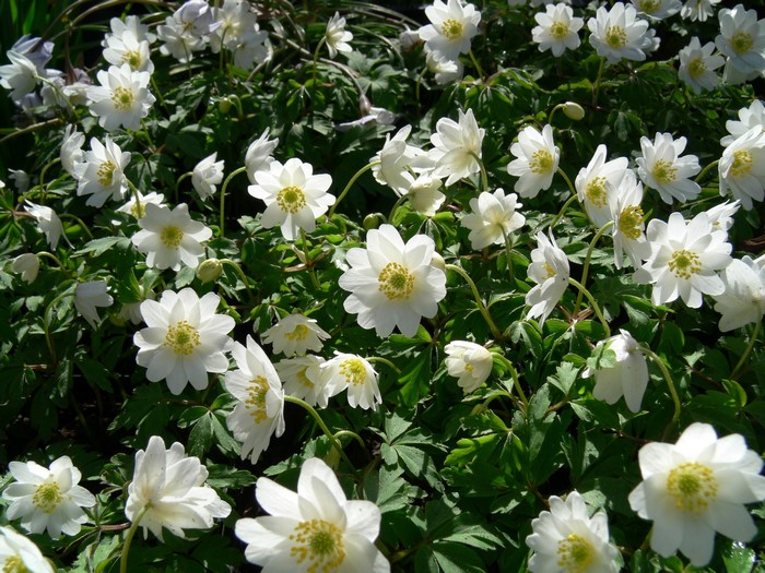 White Anemone flowers blooming in a garden