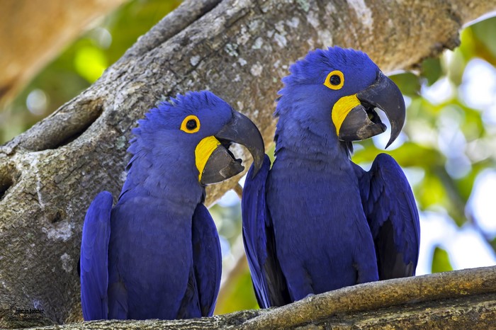 4K Hyacinth Macaws Perched on a Branch