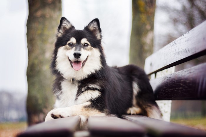 Finnish Lapphund dog sitting on a park bench