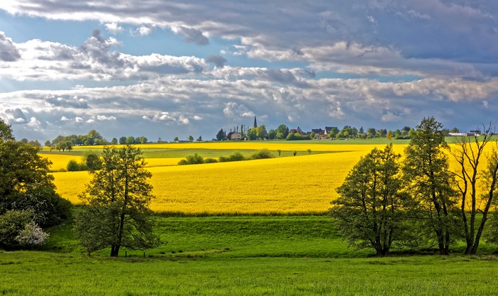 4K Rapeseed Fields near Reckershausen, Germany