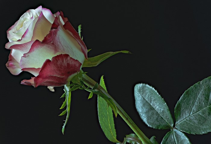 4K Bicolor Rose Closeup on Black Background