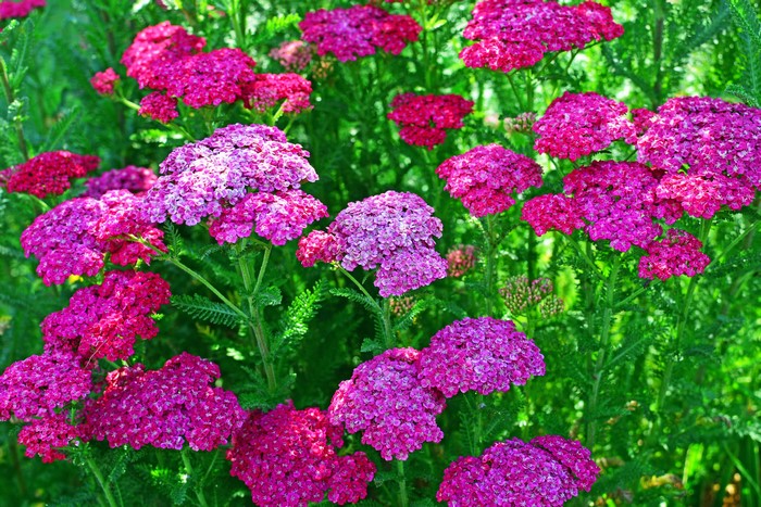Pink and purple yarrow flowers in bloom
