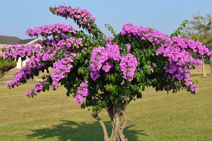 4K Bougainvillea with pink flowers