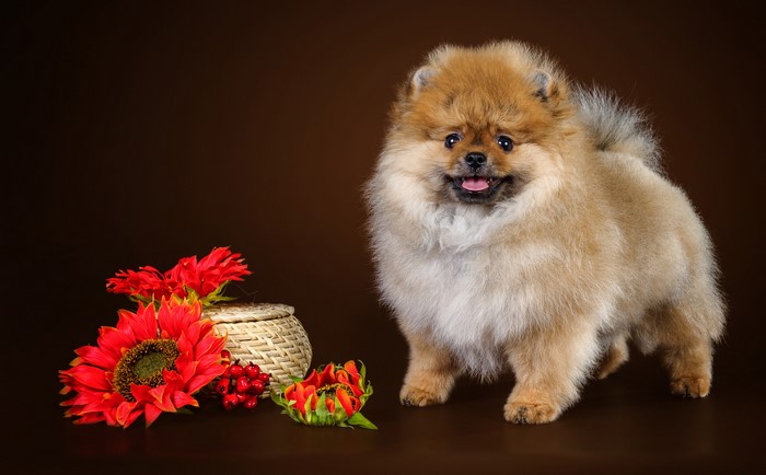 Pomeranian dog with red sunflowers and berries
