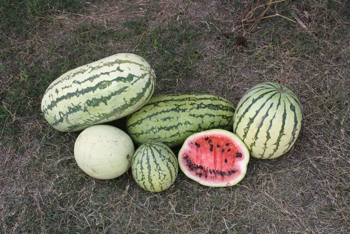 Watermelons on Grass