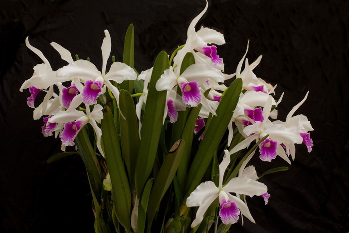White and purple orchids on a black background