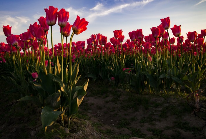 4K Red Tulips Blooming in Sunset Light
