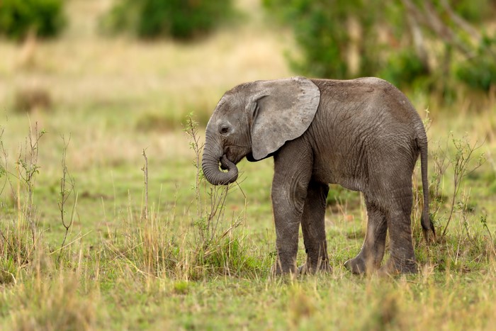 Baby elephant eating grass in a field