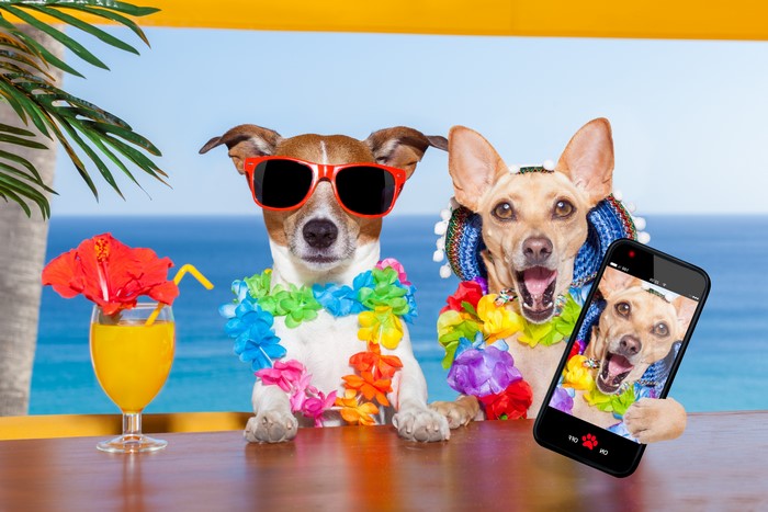 Two dogs on vacation taking a selfie