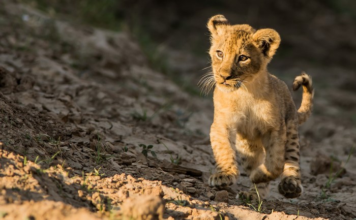 Lion cub running on dirt ground