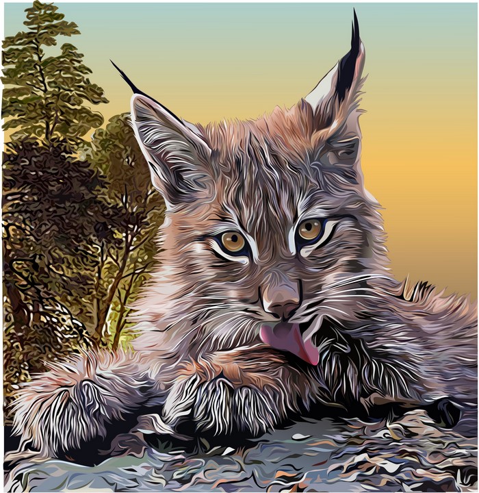 Lynx grooming itself in a forest setting