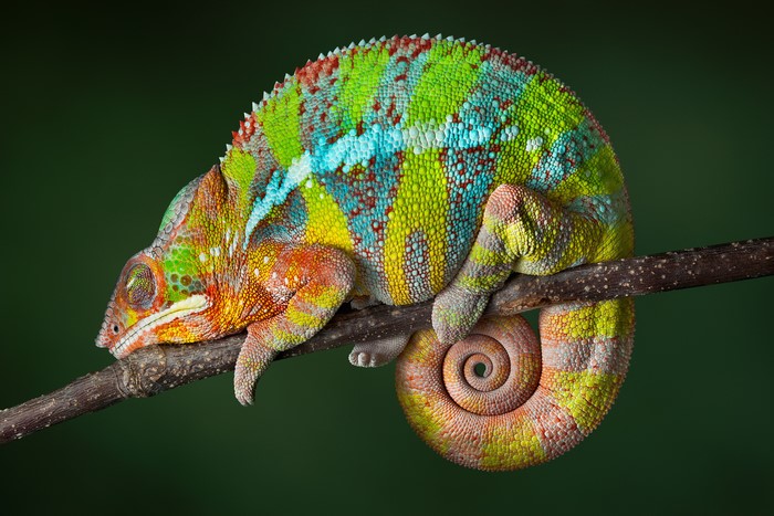 Multicolor Chameleon on Branches
