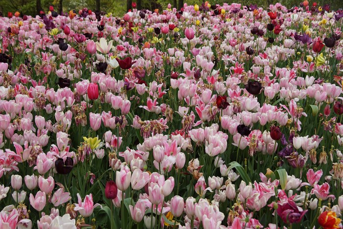 Field of Pink and Purple Tulips