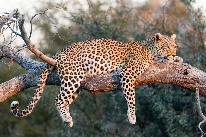 Leopard resting on a tree branch
