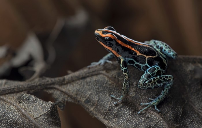 Red-backed poison frog on a dry leaf