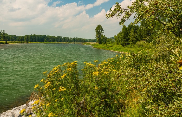 River with yellow flowers and trees