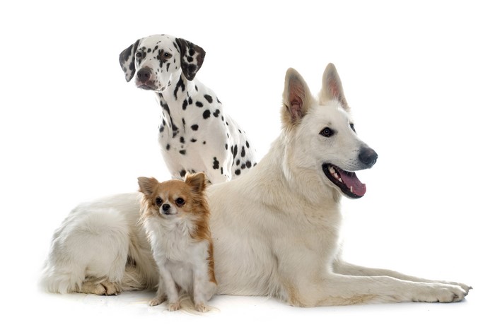 Three dogs: Dalmatian, Chihuahua, and Shepherd on white background
