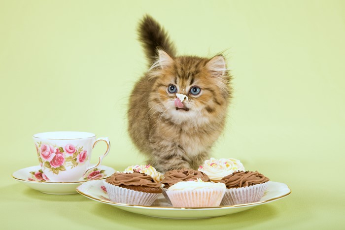 Kitten with cupcakes and teacup