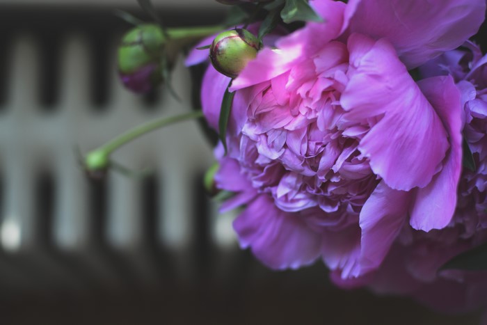 Close-up of Violet Peonies